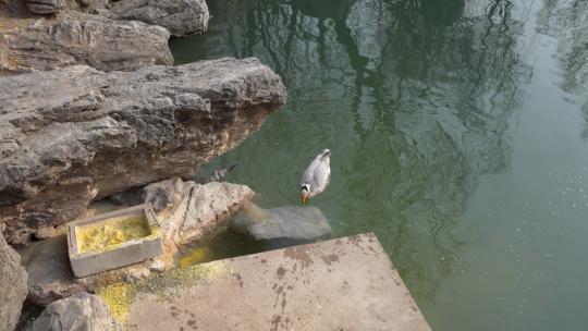鸭子斑头雁游上岸觅食观赏水禽