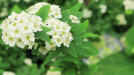 白色绣线菊花小白花白线绣菊