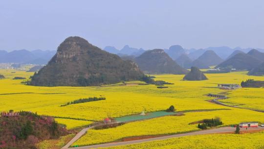 春暖花开油菜花花海景观