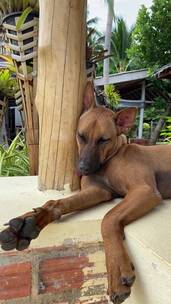 一只棕色的狗靠在一根木柱子上休息