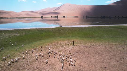 航拍内蒙古阿拉善巴丹吉林沙漠绿洲放牧羊群
