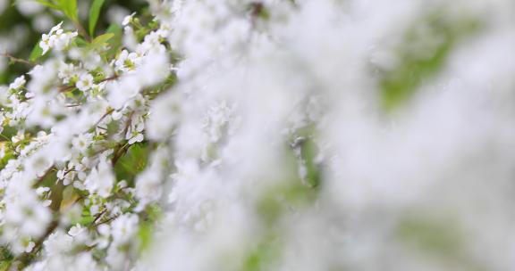 春天雪柳花白色花满枝盛开合集