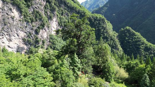 航拍湖北神农架神农坛景区千年杉王