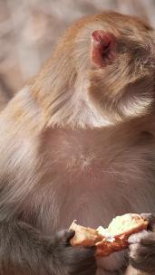 连云港花果山景区进食的猴子慢动作升格视频