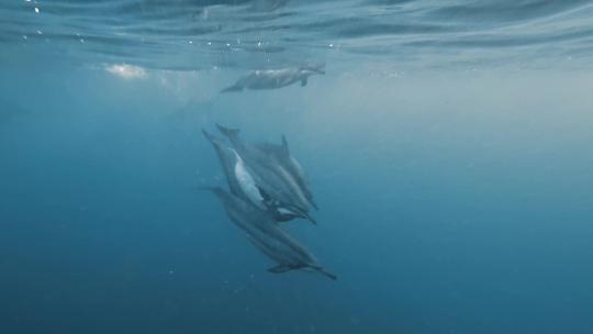 FPV无人机航拍海豚在海中玩乐追逐毛里求斯