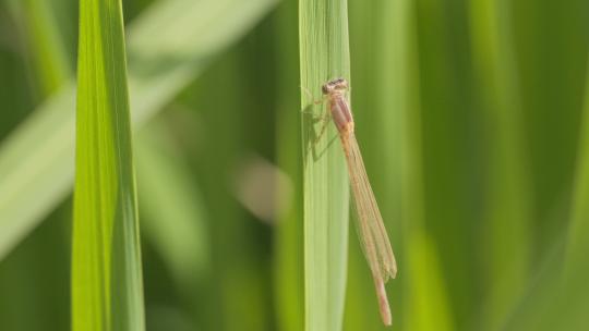 春天职务上的蜻蜓蟌豆娘昆虫