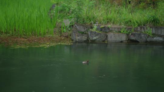 春天杭州花港观鱼植物阴雨天鸟绿色自然