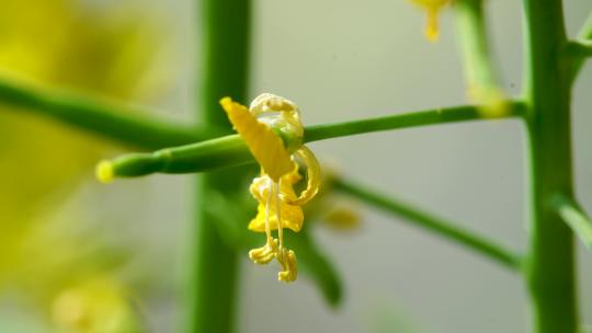 微距拍摄油菜花