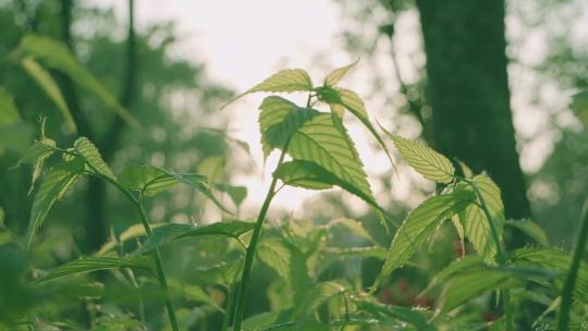 阳光透过树叶枫叶清新阳光夏日