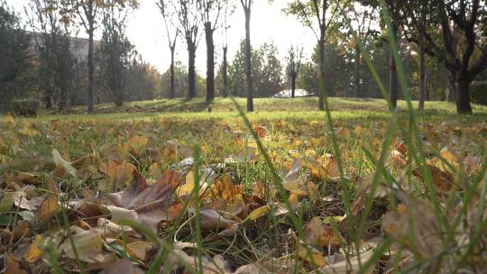 绿色草坪草地中的金黄色银杏落叶