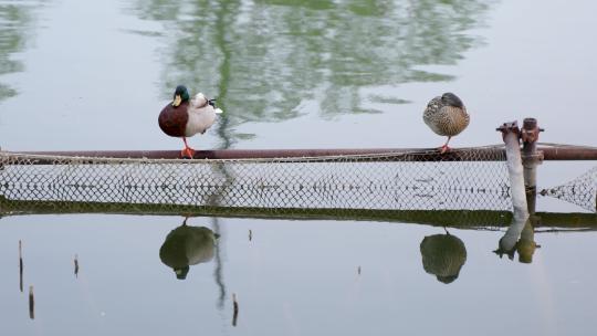两只鸭子在水面护栏休息梳理羽毛视频素材模板下载