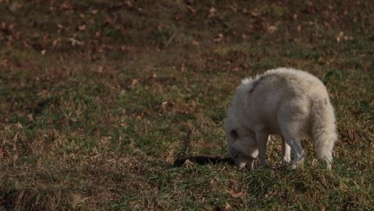 北极狼站着慢跑时咀嚼毛茸茸的猎物