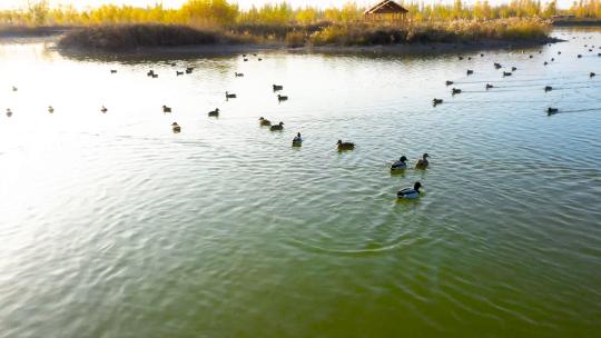 航拍湿地鸟类视频素材模板下载