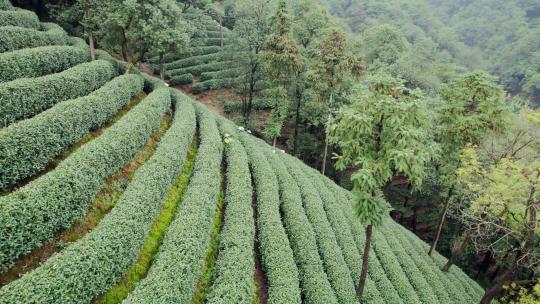 茶园 茶山 龙井茶园 采茶