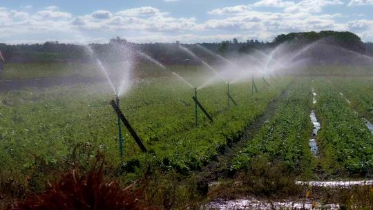有机农场的自动灌溉视频素材模板下载