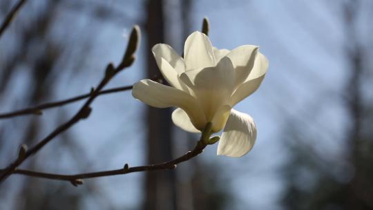 春天公园里开放的白玉兰花