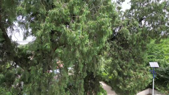 千年古树侧柏松柏参天大树4K航拍3