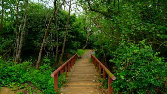 森林公园丛林秘境 穿越木桥小桥木栈道视频素材模板下载