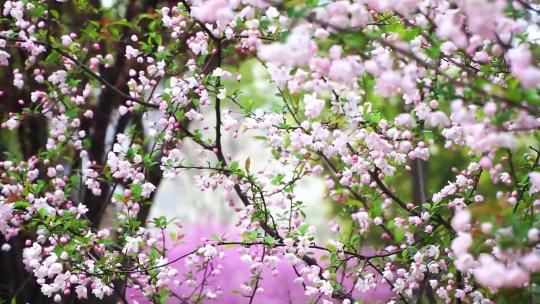宣传片剧情片城市自然风光春天的樱花美景