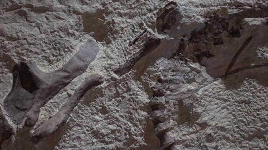 化石骨骼视频素材模板下载