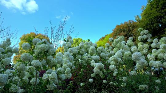 8K重庆铁山坪绣球花实拍