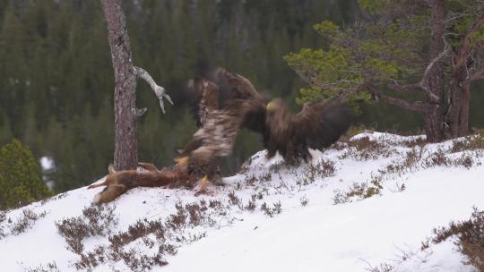 雄鹰雪中争夺食物打斗