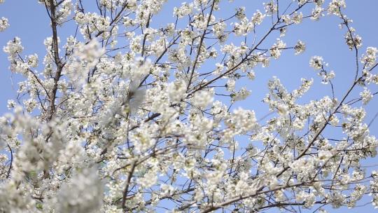 济南五龙潭，春季樱花植物盛开洁白如雪