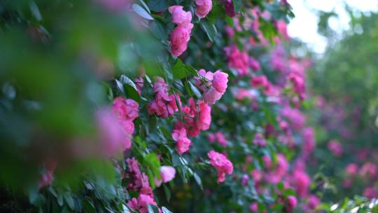 盛开的蔷薇月季花