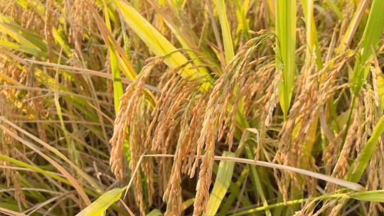 秋季成熟的水稻谷