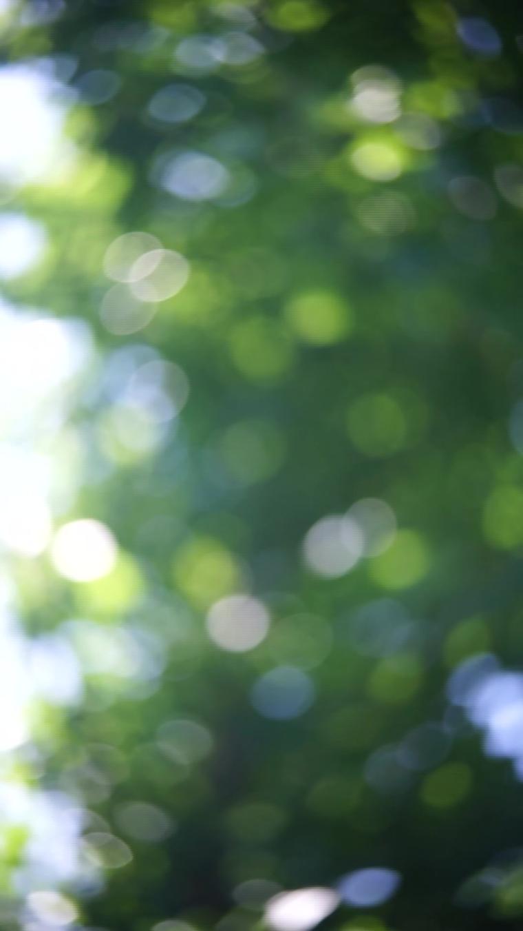 高清竖屏太阳透过树叶产生的唯美光斑