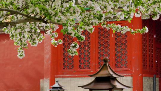 北京故宫文华殿海棠花花海