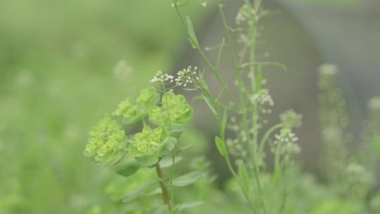 花草树木植物空镜