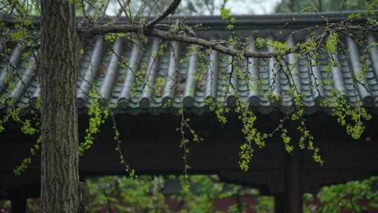 杭州钱王祠春天清明节雨天古建筑自然唯美