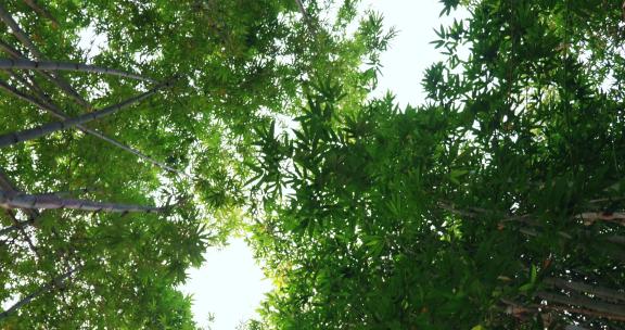 低角度拍摄竹林风景