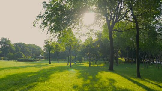 早上公园美景早晨户外阳光视频素材模板下载