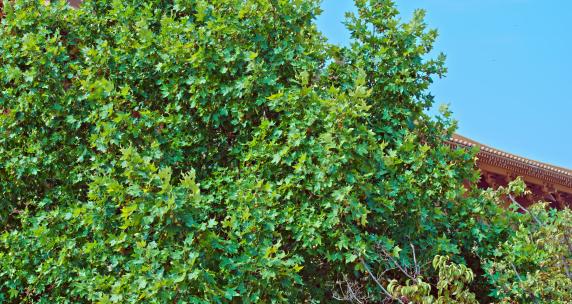 陕西西安大明宫丹凤门遗址公园