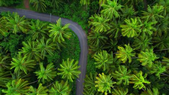 椰子树林绿色森林热带雨林椰树林棕榈树林视频素材模板下载