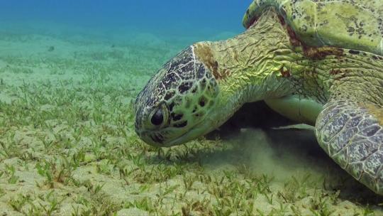 绿海龟在海中觅食