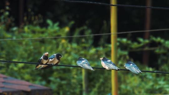 一排小鸟站在电线上
