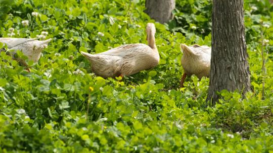 农村散养鸭子在草丛中觅食