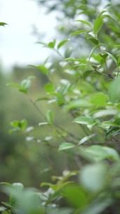 春天生长的茶油树