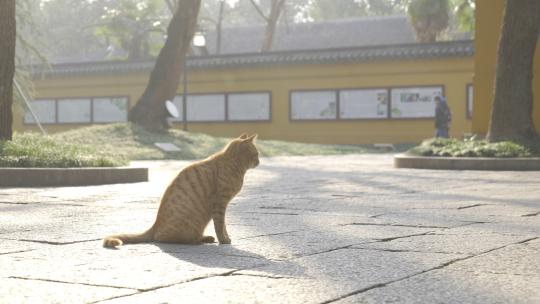 西园戒幢律寺