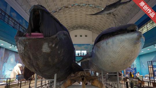 鲸鱼标本自然博物馆