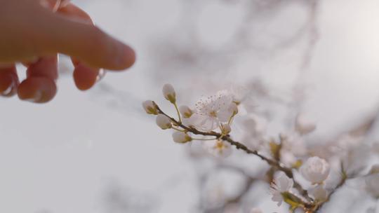 手指抚摸樱花花瓣视频视频素材模板下载
