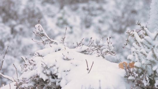 寒冷冬季森林雪景白雪皑皑视频素材模板下载