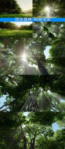 森林日出 阳光森林高清在线视频素材下载