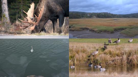 【合集】加拿大 自然 生态 野生动物视频素材模板下载