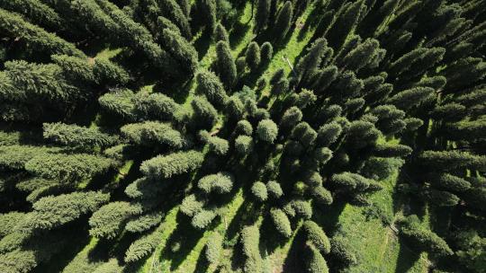 航拍俯拍新疆伊犁雪岭云杉林海草原