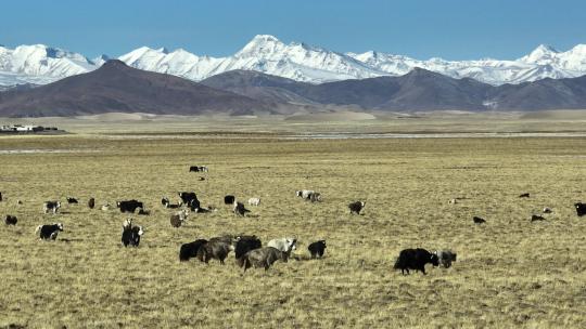 西藏高原牧场视频素材模板下载