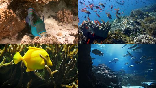 【合集】深海鱼群生活珊瑚礁高清